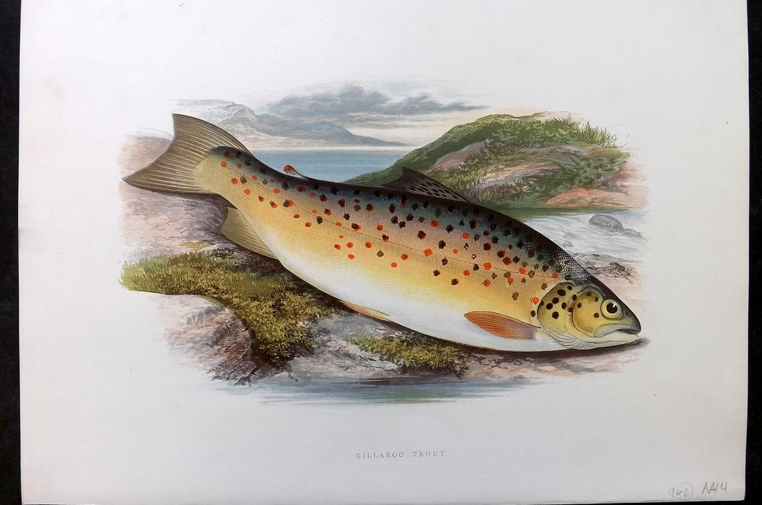 Houghton, Rev. William 1879 Folio Fish Print. Gillaroo Trout: Color Printed Woodblock Published 1879 by William Mackenzie, London for "British Fresh-Water Fishes" by the Rev. William Houghton. Illustrated by A. F. Lydon, printed by Benjamin Fawcett. Paper Size: 