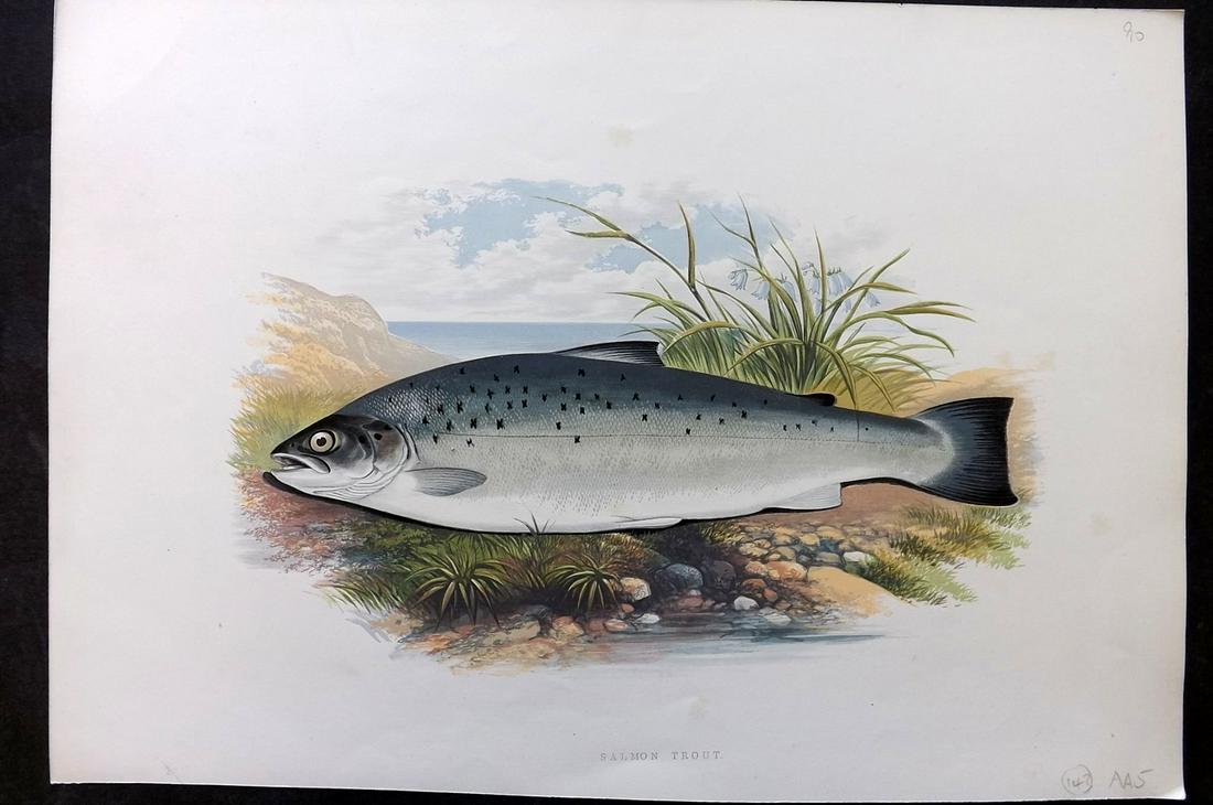 Houghton, Rev. William 1879 Folio Fish Print. Salmon Trout (1 of 2)