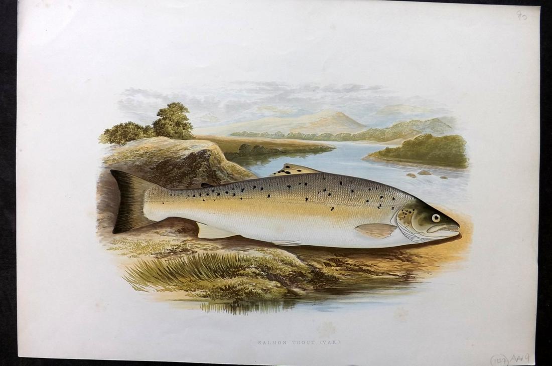 Houghton, Rev. William 1879 Folio Fish Print. Salmon Trout. (1 of 2)