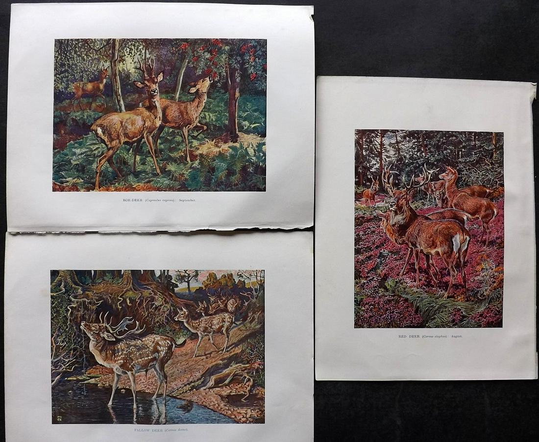 Johnston, Harry 1903 Lot of 3 Prints. Deer (1 of 2)