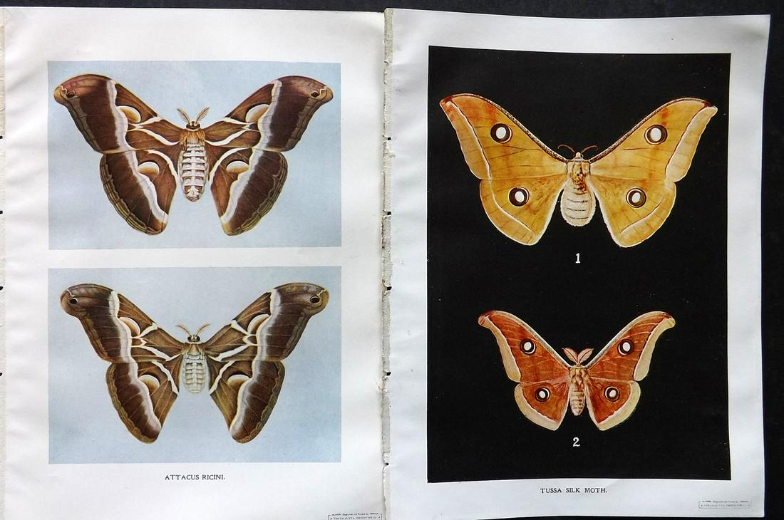 Maxwell-Lefroy & Howlett 1909 Pair of Indian Moth Prints (1 of 2)