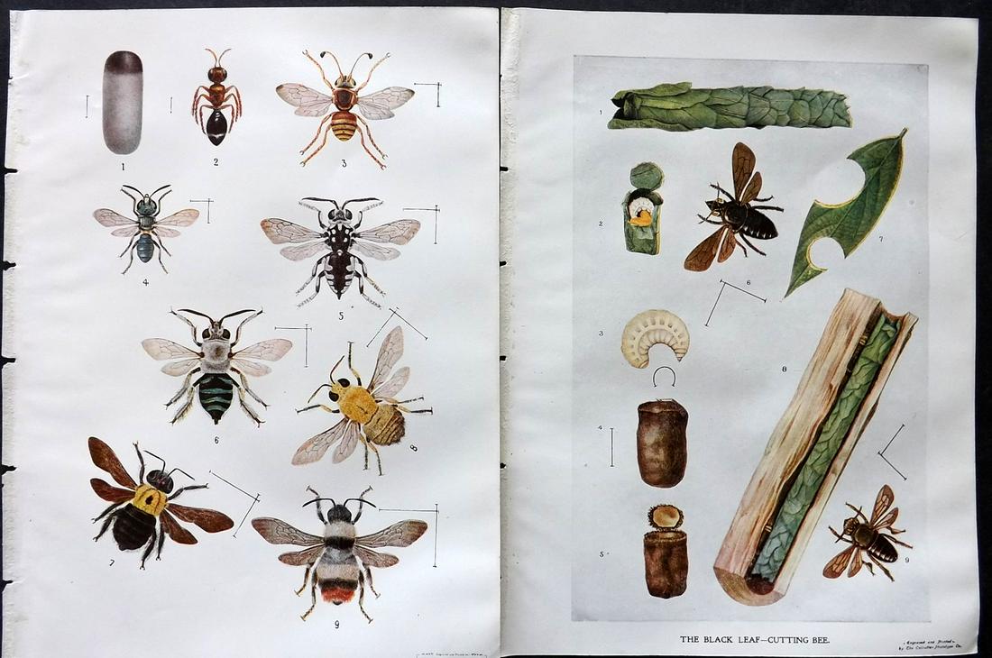Maxwell-Lefroy & Howlett 1909 Pair of Indian Bee Prints. Bees (1 of 2)