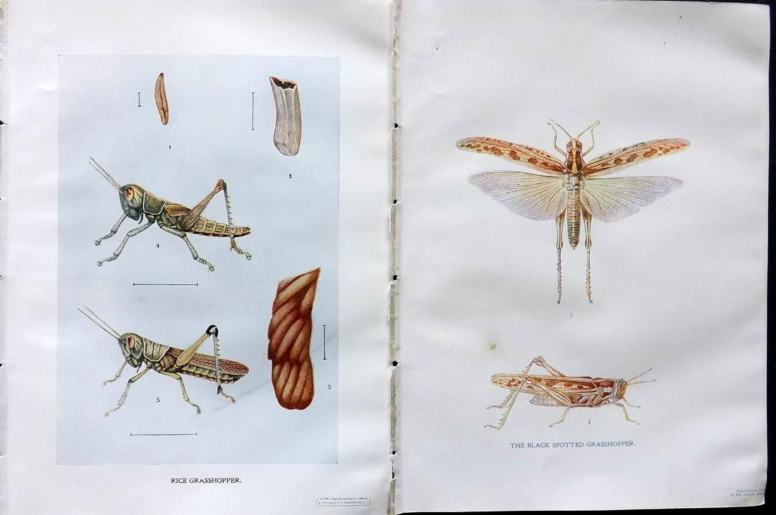 Maxwell-Lefroy & Howlett 1909 Pair of Indian Grasshopper Prints (1 of 2)