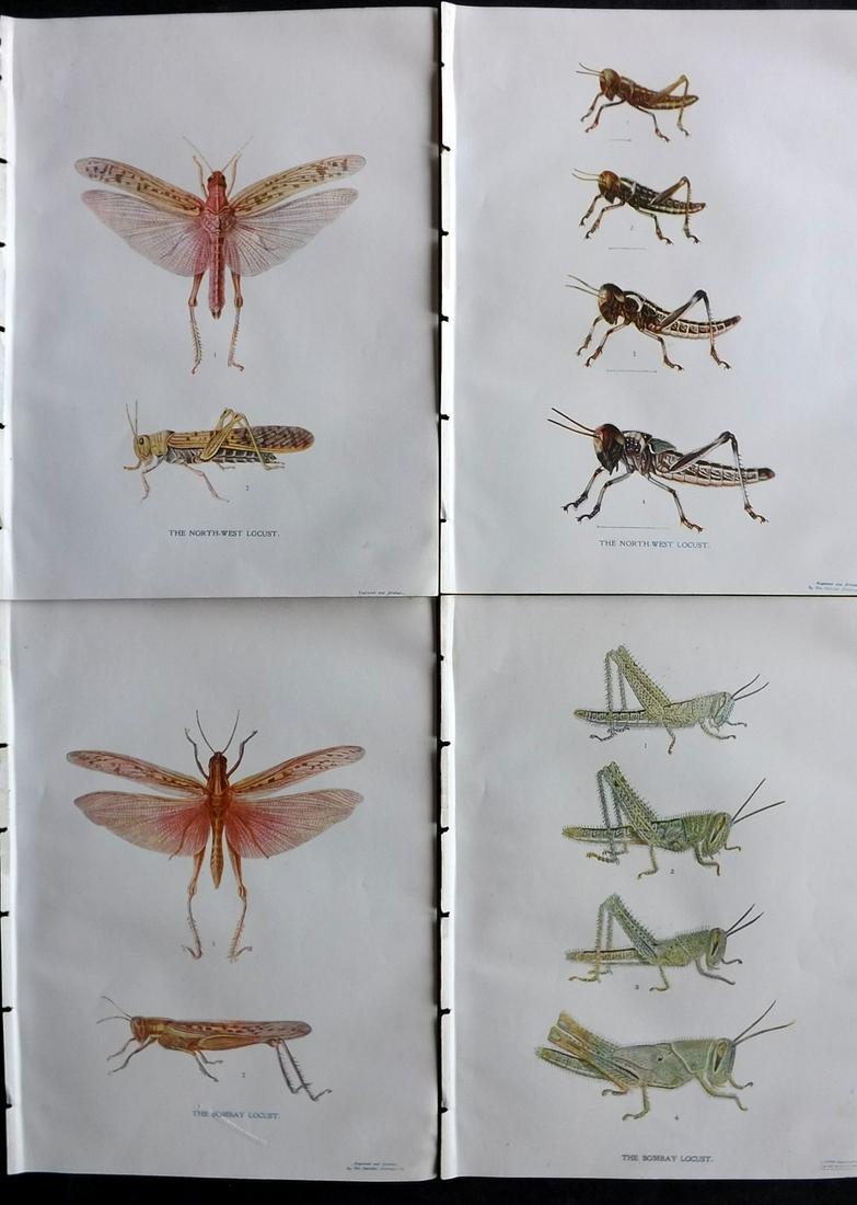 Maxwell-Lefroy & Howlett 1909 Lot of 4 Indian Locust Prints (1 of 2)