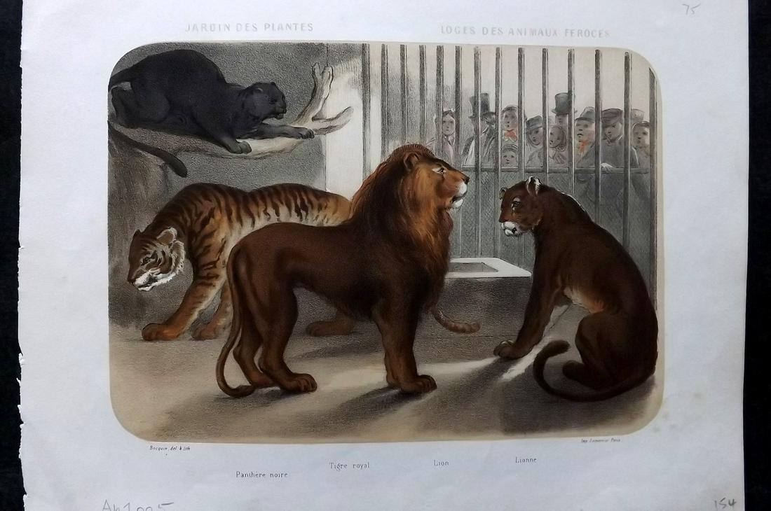 Pauquet & Bocquin 1857 Hand Col Print. Tiger, Lion, Lionness, Panther (1 of 2)