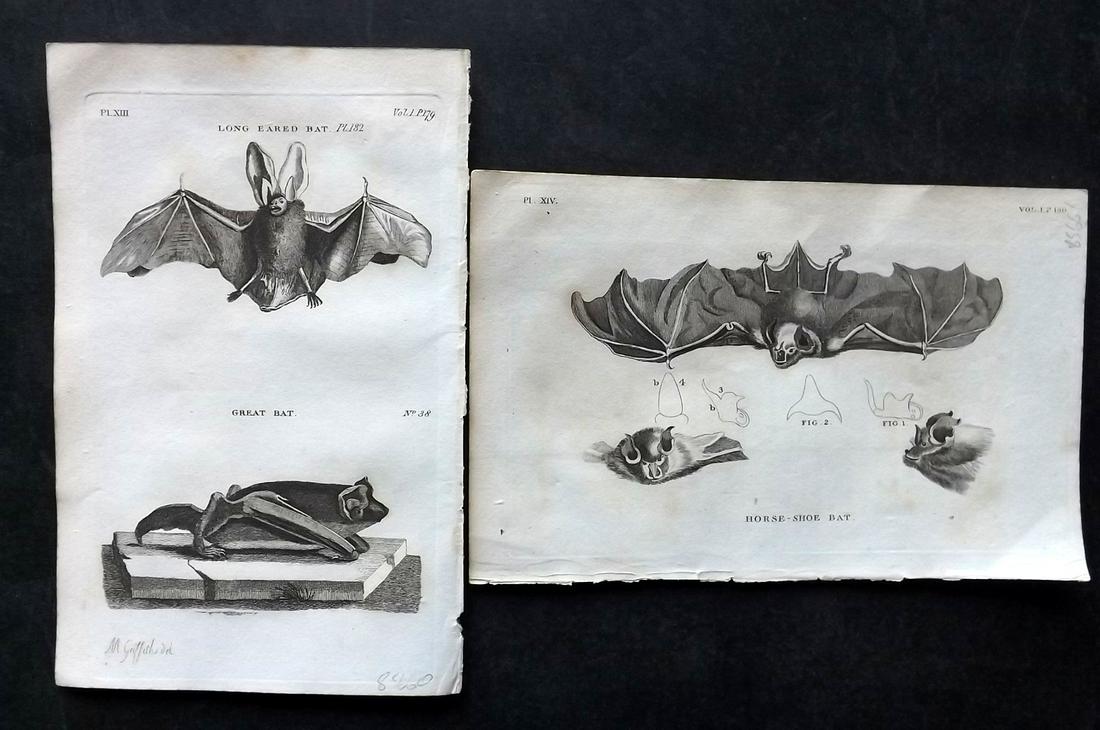 Pennant, Thomas 1812 Pair of Antique Bat Prints: Copper Plates Published 1812, London for "British Zoology" by Thomas Pennant. Paper Size: 8 x 5 inch (21 x 13cm) Very minor toning. Good Condition