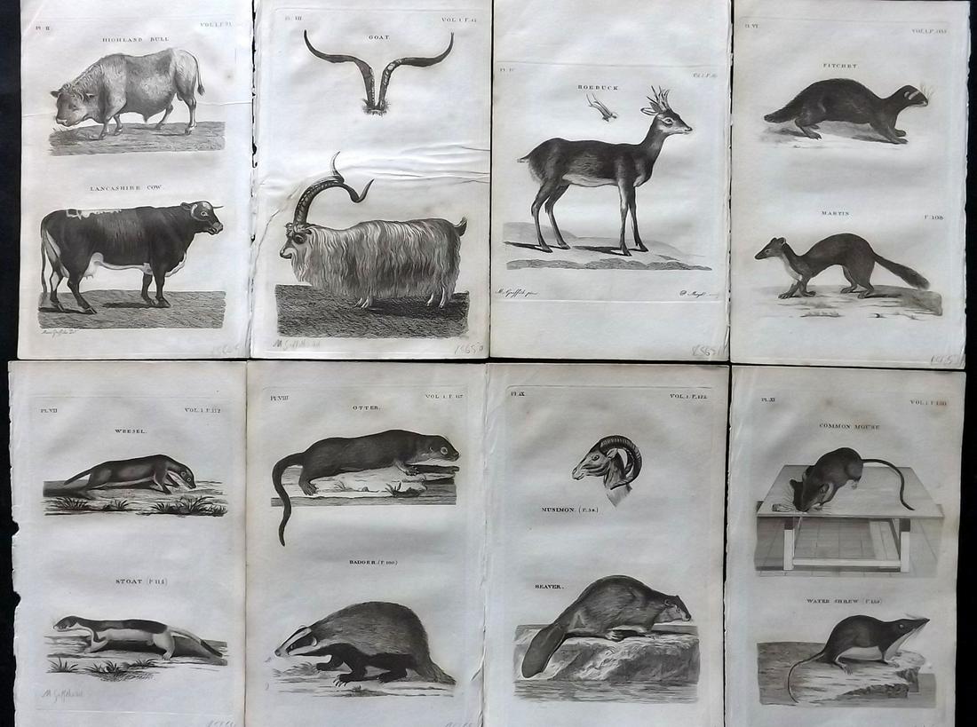 Pennant, Thomas 1812 Lot of 8 Antique Animal Prints: Copper Plates Published 1812, London for "British Zoology" by Thomas Pennant. Paper Size: 8 x 5 inch (21 x 13cm) Some toning in parts. One with closed margin tear. Good Condition