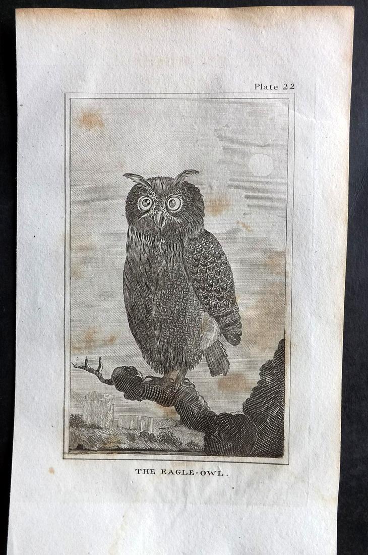 Buffon, Comte de 1812 Antique Bird Print. Eagle Owl (1 of 2)
