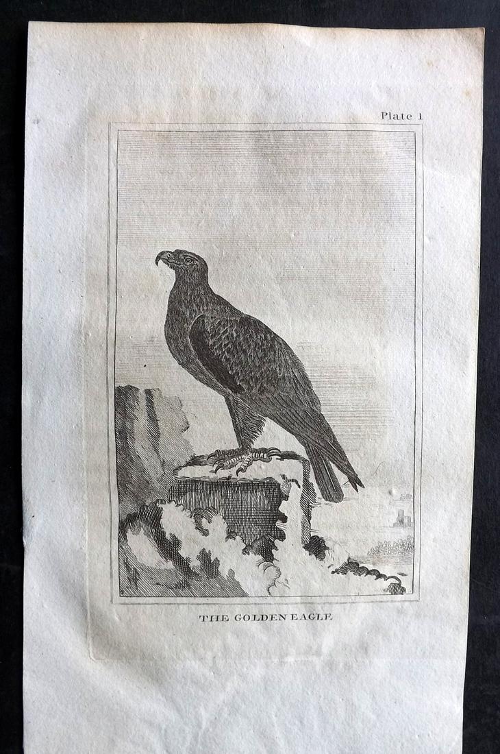 Buffon, Comte de 1812 Antique Bird Print. Golden Eagle (1 of 2)
