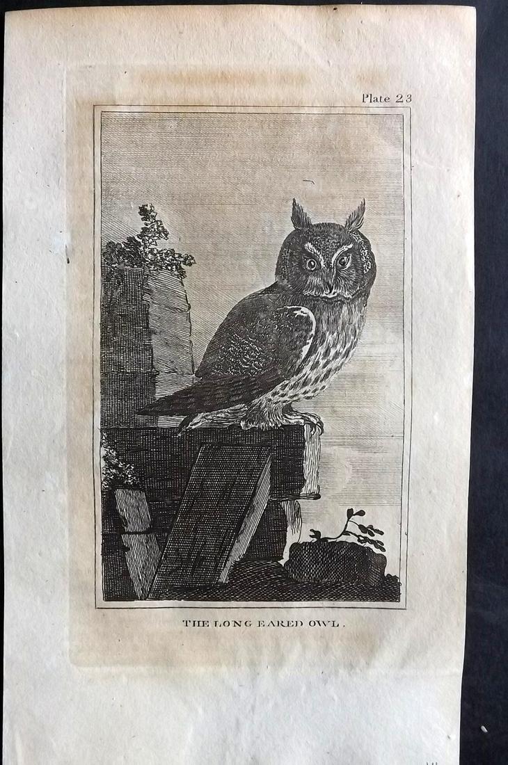 Buffon, Comte de 1812 Antique Bird Print. Long Eared Owl (1 of 2)