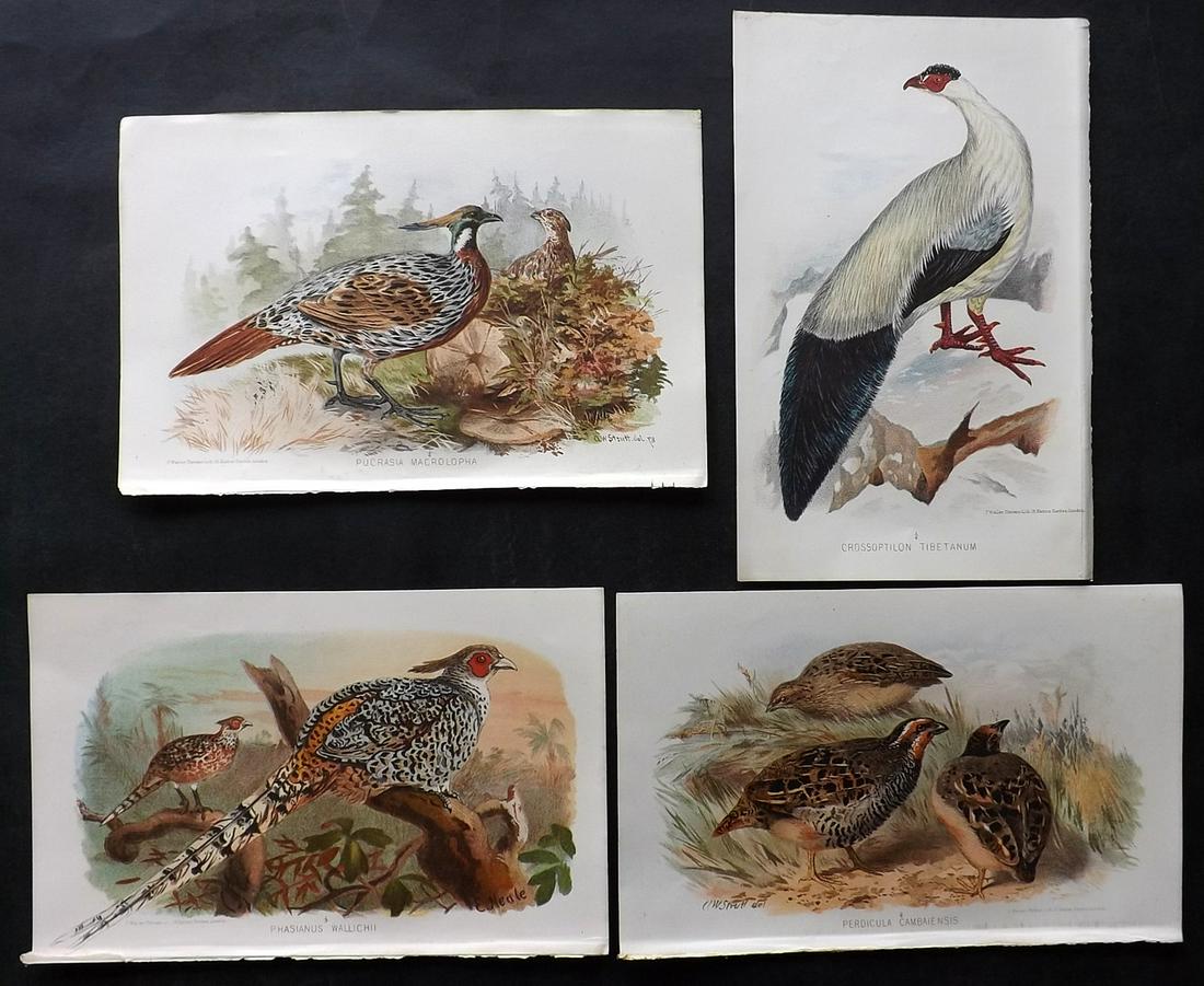 Finn, Frank 1915 Lot of 4 Indian Sporting Bird Prints (1 of 2)