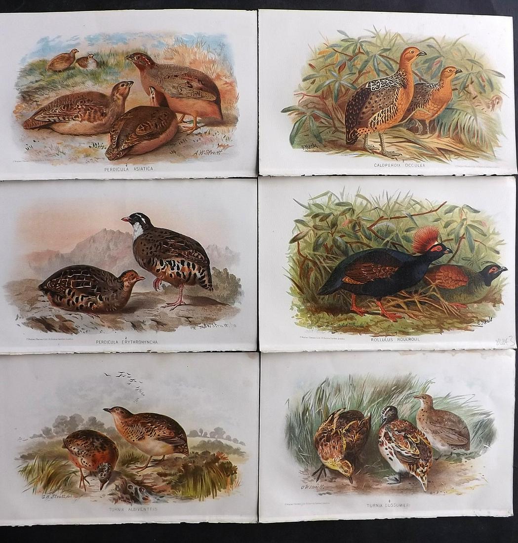 Finn, Frank 1915 Lot of 6 Indian Sporting Bird Prints (1 of 2)