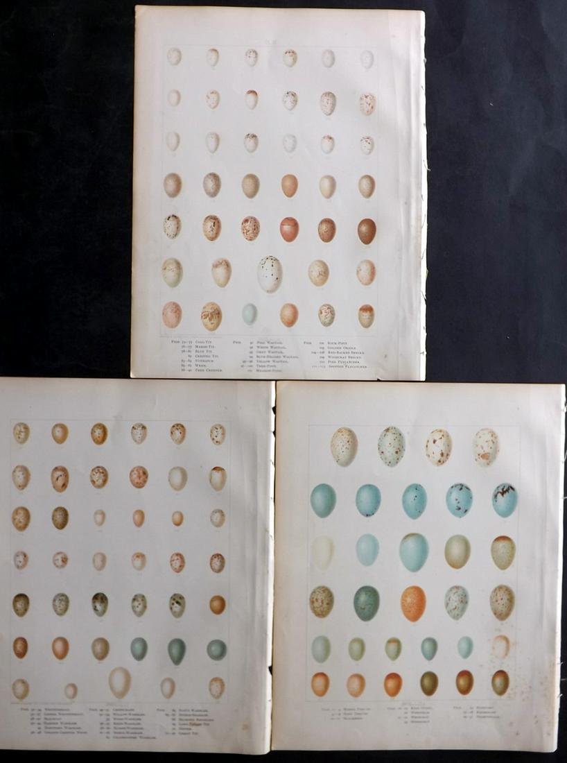 Frohawk, Frederick 1898 Lot of 3 Antique Bird Egg Prints (1 of 2)
