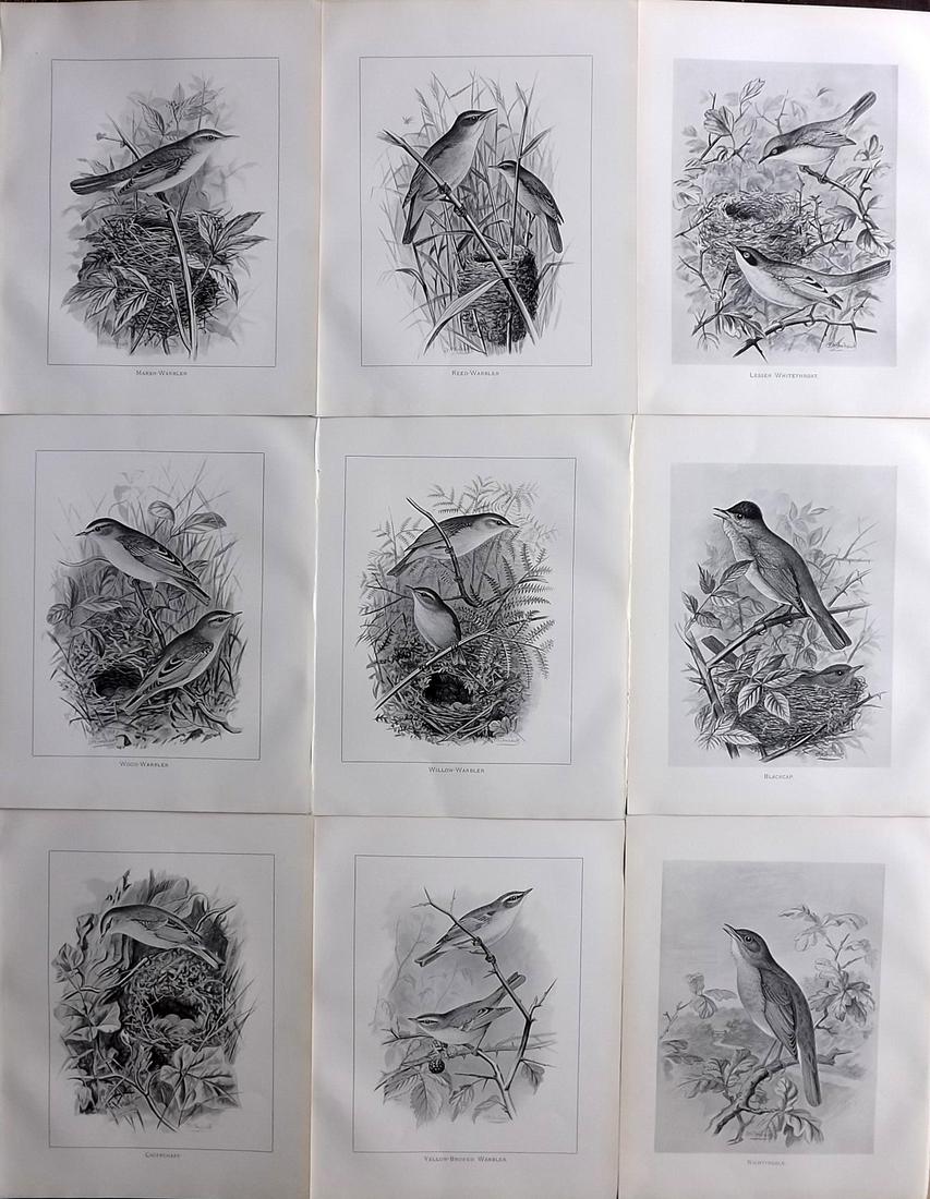 Frohawk, Frederick 1898 Lot of 9 Antique Bird Prints: Offset Lithographs Published 1896-98, London for "British Birds with their Nests and Eggs" by Arthur G. Butler. Illustrated by Frederick William Frohawk. Paper Size: 12 x 9.5 inch (30 x 24cm) Good Con