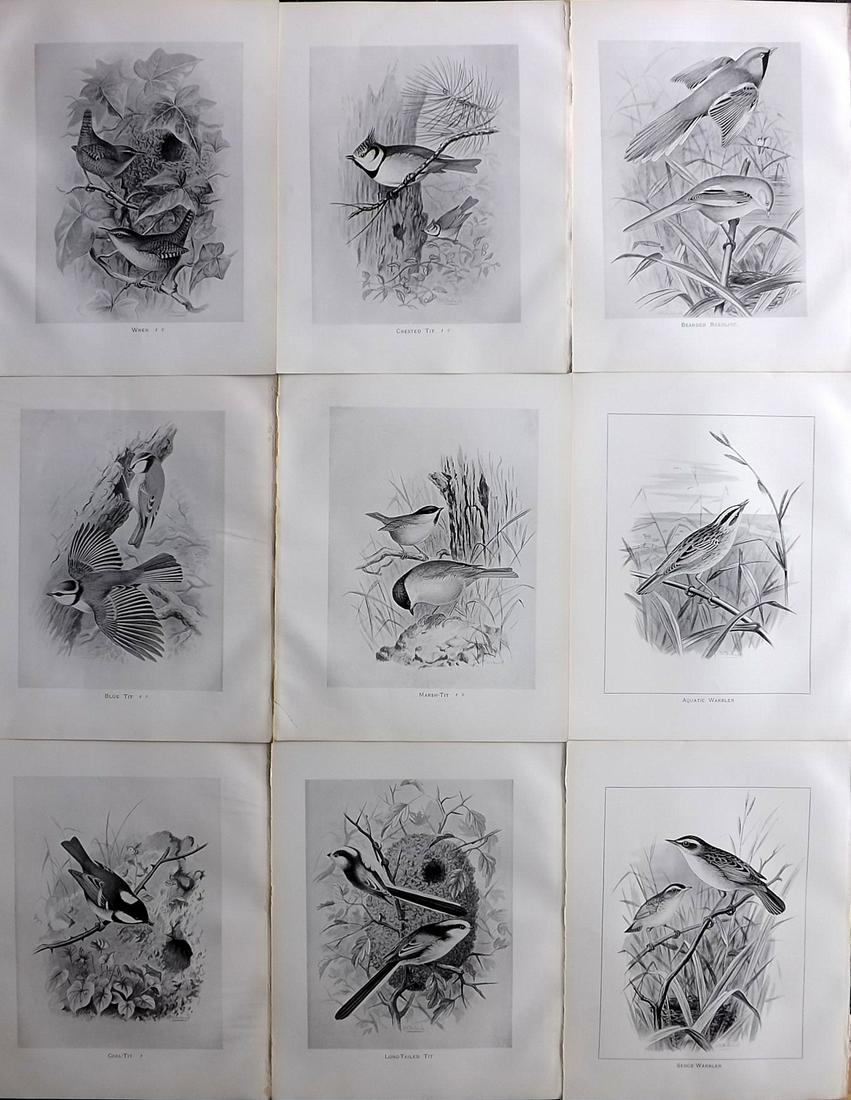 Frohawk, Frederick 1898 Lot of 9 Antique Bird Prints: Offset Lithographs Published 1896-98, London for "British Birds with their Nests and Eggs" by Arthur G. Butler. Illustrated by Frederick William Frohawk. Paper Size: 12 x 9.5 inch (30 x 24cm) Good Con
