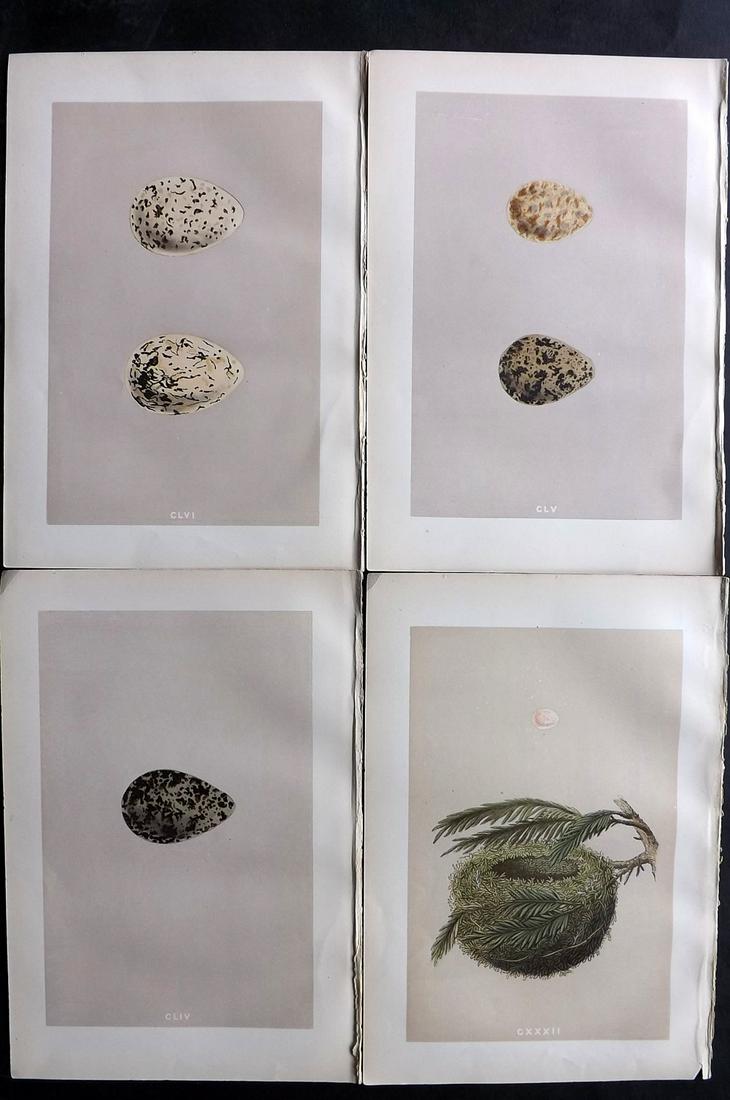 Morris, Francis 1879 Lot of 4 Antique Bird Nest & Egg Prints: Woodblocks Published 1879, London for "A Natural History of the Nests and Eggs of British Birds" By the Rev. Francis Orpen Morris, printed Benjamin Fawcett. Printed in colours and finished by hand. Wi