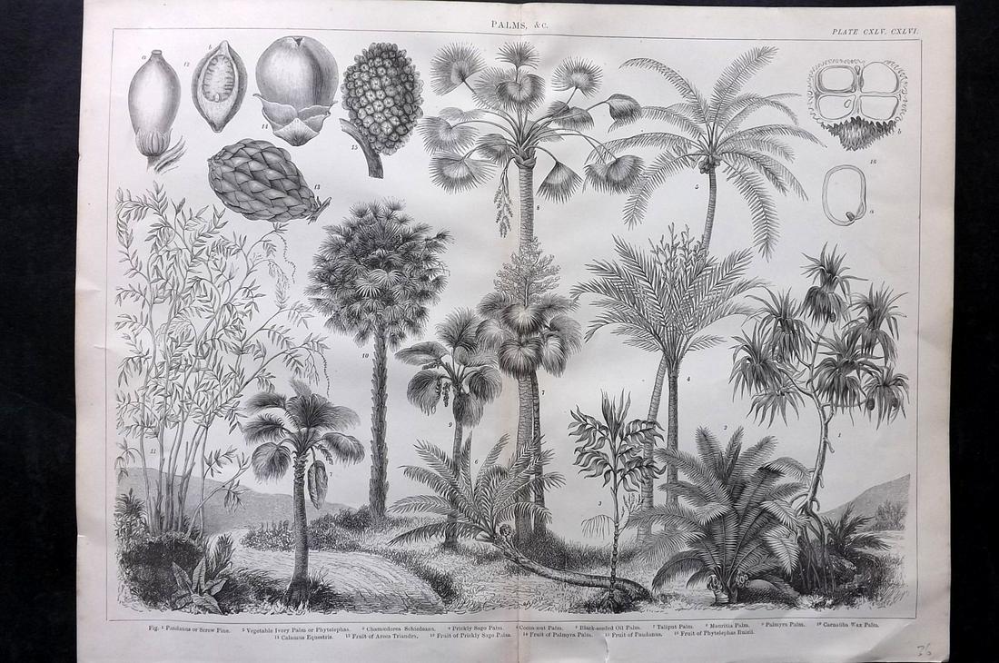 Blackie (Pub) C1875 Folio Botanical Print. Palm Trees (1 of 2)