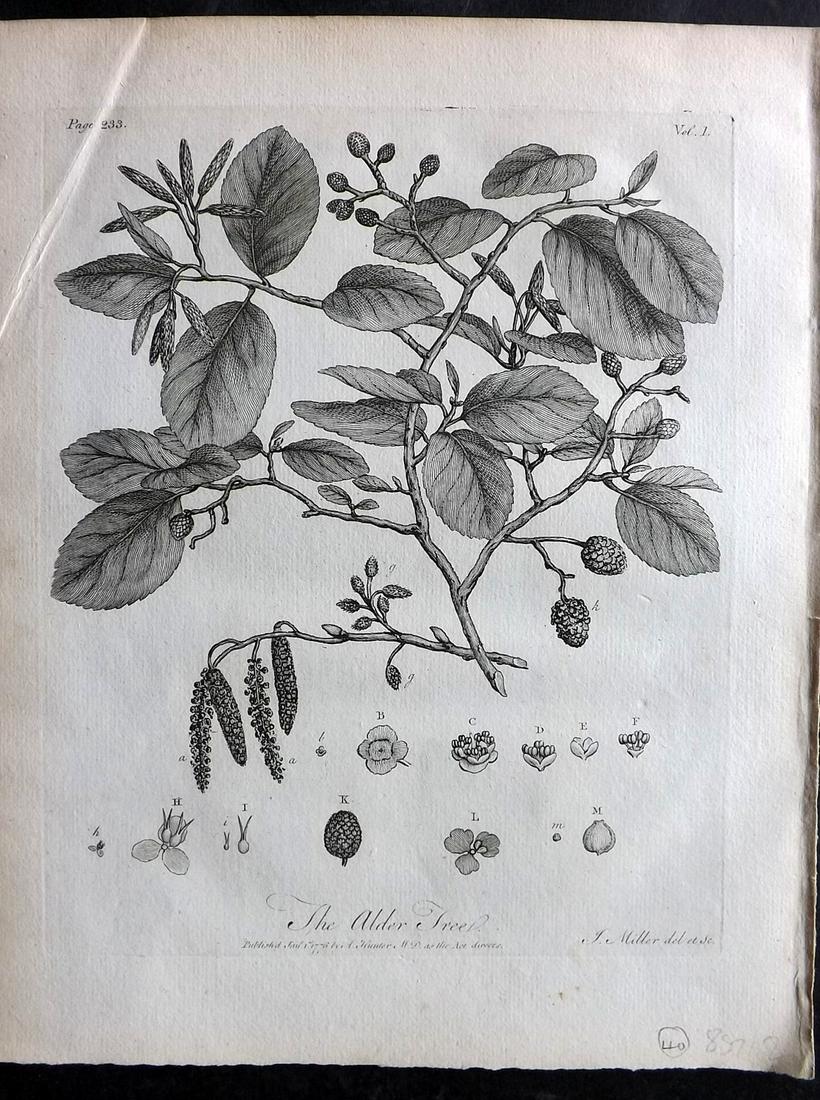 Evelyn, John 1786 Botanical Print. Alder Tree: Copper Plate Published 1786, London & York for "Silva: Or, A Discourse of Forest-Trees..." by John Evelyn. Drawn & Engraved by John Miller. Paper Size: 12 x 9 inch (30 x 23cm) Tiny corner wrinkle. Goo