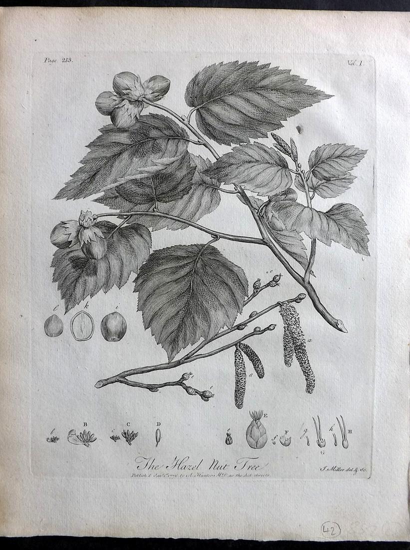 Evelyn, John 1786 Botanical Print. Hazel Nut Tree: Copper Plate Published 1786, London & York for "Silva: Or, A Discourse of Forest-Trees..." by John Evelyn. Drawn & Engraved by John Miller. Paper Size: 12 x 9 inch (30 x 23cm) Tiny background spot. Go