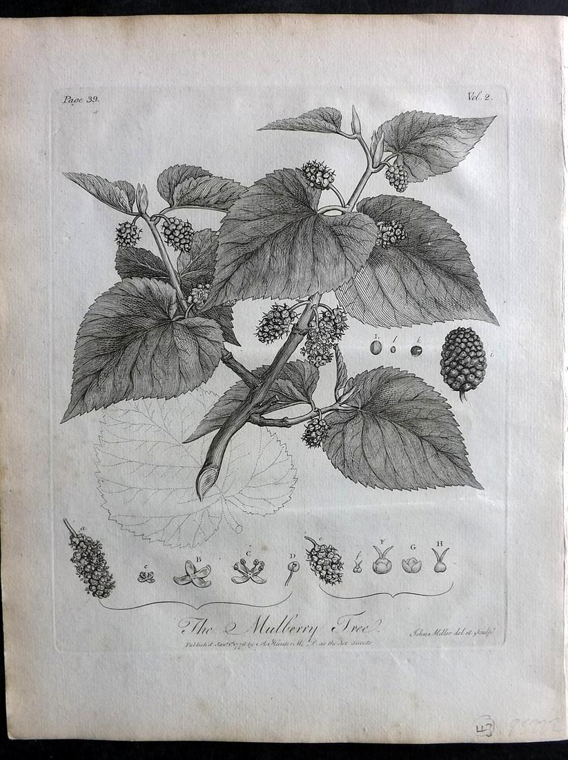 Evelyn, John 1786 Botanical Print. Mulberry Tree: Copper Plate Published 1786, London & York for "Silva: Or, A Discourse of Forest-Trees..." by John Evelyn. Drawn & Engraved by John Miller. Paper Size: 12 x 9 inch (30 x 23cm) Very minor toning. Good