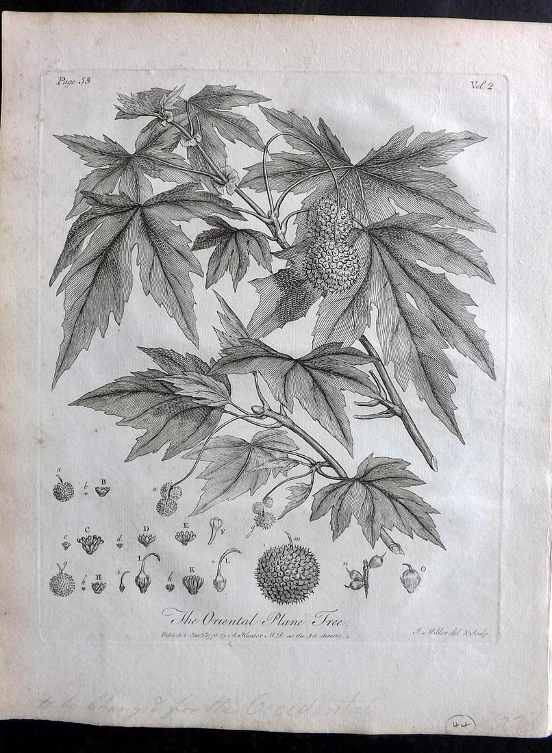 Evelyn, John 1786 Botanical Print. Oriental Plane Tree (1 of 2)