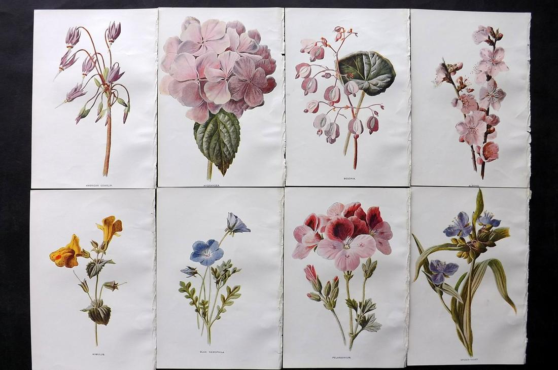 Hulme, Edward C1900 Lot of 8 Botanical Prints. Garden Flowers: Offset Lithographs Published C1900, London for "Familiar Garden Flowers" by F. Edward Hulme & Shirley Hibberd. Paper Size: 7.5 x 5 inch (19 x 13cm) Good Condition