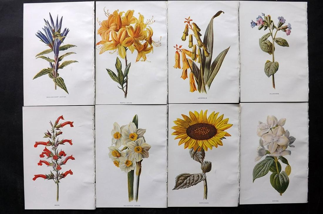 Hulme, Edward C1900 Lot of 8 Botanical Prints. Garden Flowers (1 of 2)