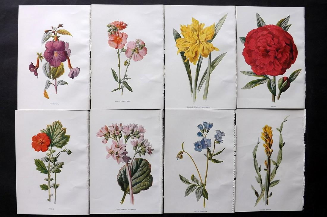 Hulme, Edward C1900 Lot of 8 Botanical Prints. Garden Flowers: Offset Lithographs Published C1900, London for "Familiar Garden Flowers" by F. Edward Hulme & Shirley Hibberd. Paper Size: 7.5 x 5 inch (19 x 13cm) Good Condition