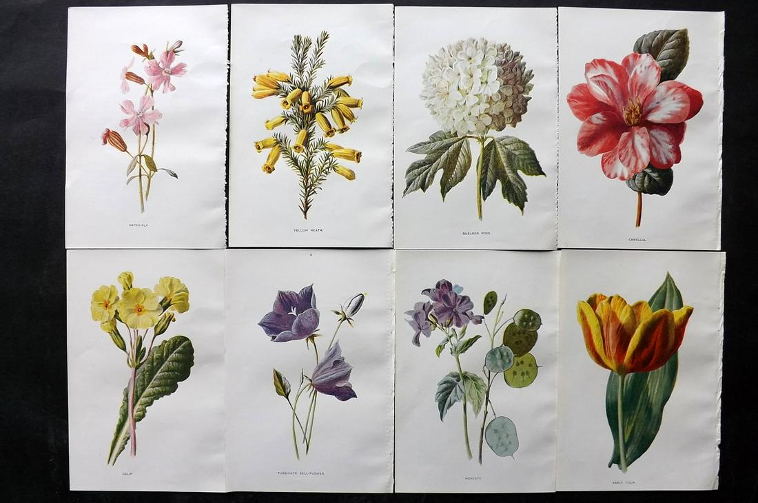 Hulme, Edward C1900 Lot of 8 Botanical Prints. Garden Flowers: Offset Lithographs Published C1900, London for "Familiar Garden Flowers" by F. Edward Hulme & Shirley Hibberd. Paper Size: 7.5 x 5 inch (19 x 13cm) Good Condition