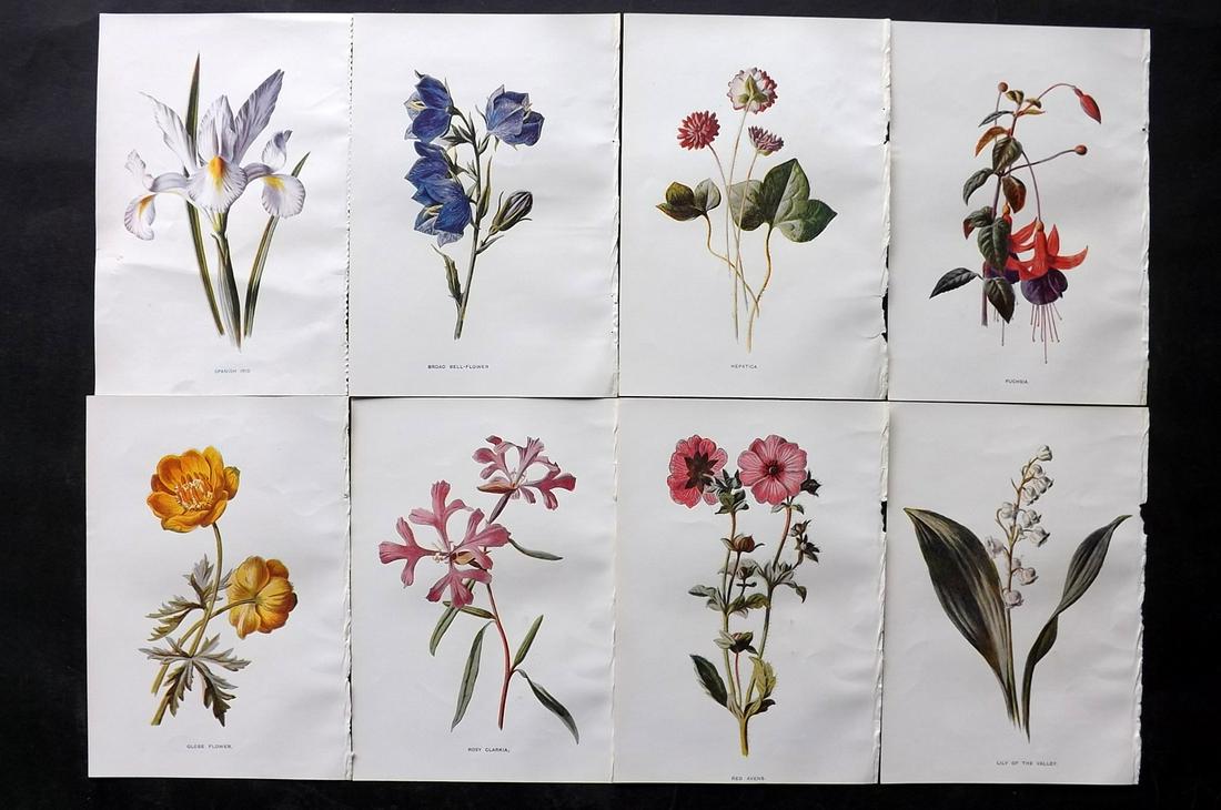 Hulme, Edward C1900 Lot of 8 Botanical Prints. Garden Flowers (1 of 2)