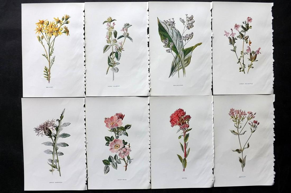 Hulme, Edward C1900 Lot of 8 Botanical Prints. Wild Flowers: Offset Lithographs Published C1900, London for "Familiar Wild Flowers" by F. Edward Hulme & Shirley Hibberd. Paper Size: 7.5 x 5 inch (19 x 13cm) Good Condition
