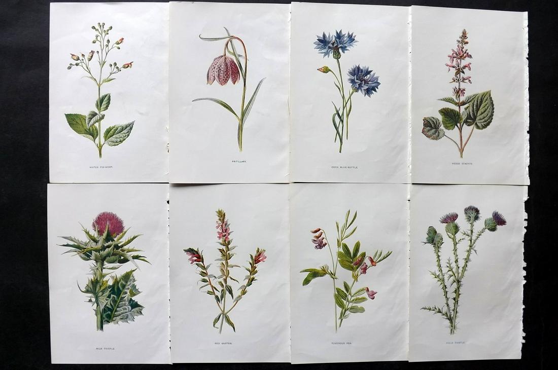 Hulme, Edward C1900 Lot of 8 Botanical Prints. Wild Flowers: Offset Lithographs Published C1900, London for "Familiar Wild Flowers" by F. Edward Hulme & Shirley Hibberd. Paper Size: 7.5 x 5 inch (19 x 13cm) Good Condition