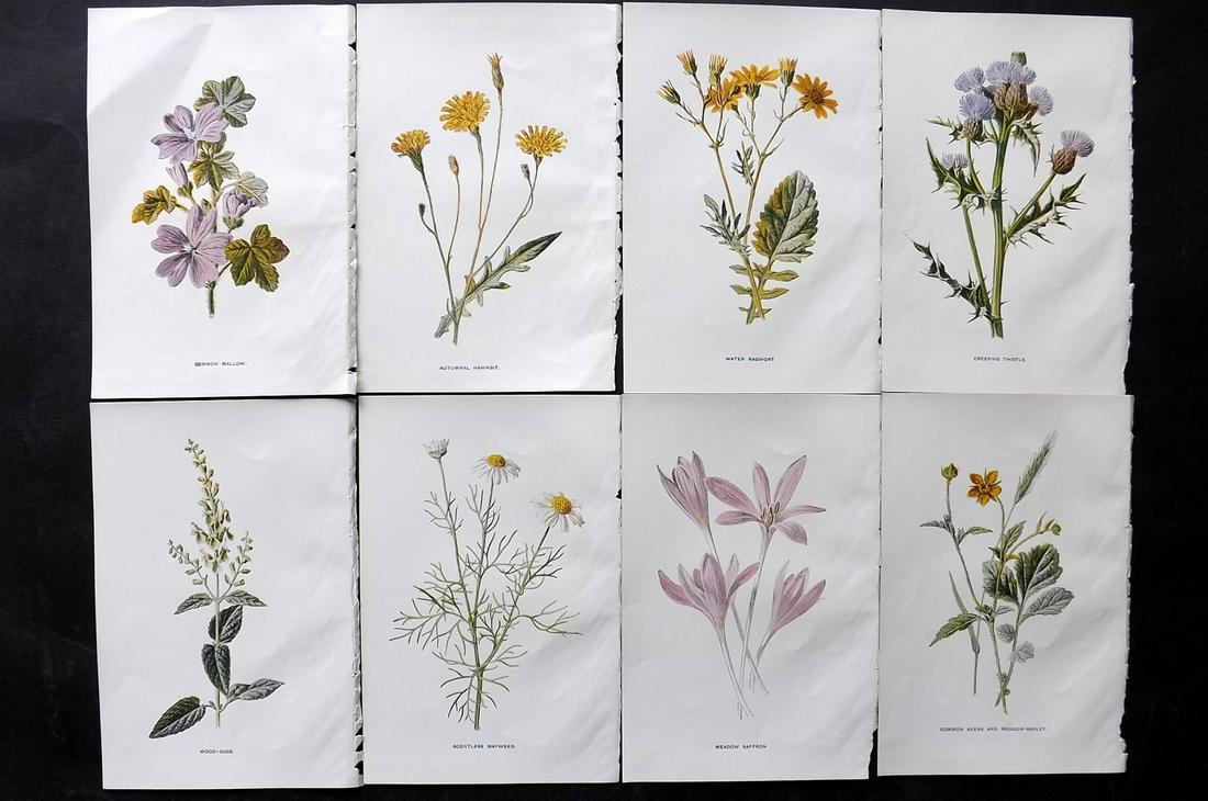 Hulme, Edward C1900 Lot of 8 Botanical Prints. Wild Flowers: Offset Lithographs Published C1900, London for "Familiar Wild Flowers" by F. Edward Hulme & Shirley Hibberd. Paper Size: 7.5 x 5 inch (19 x 13cm) Good Condition