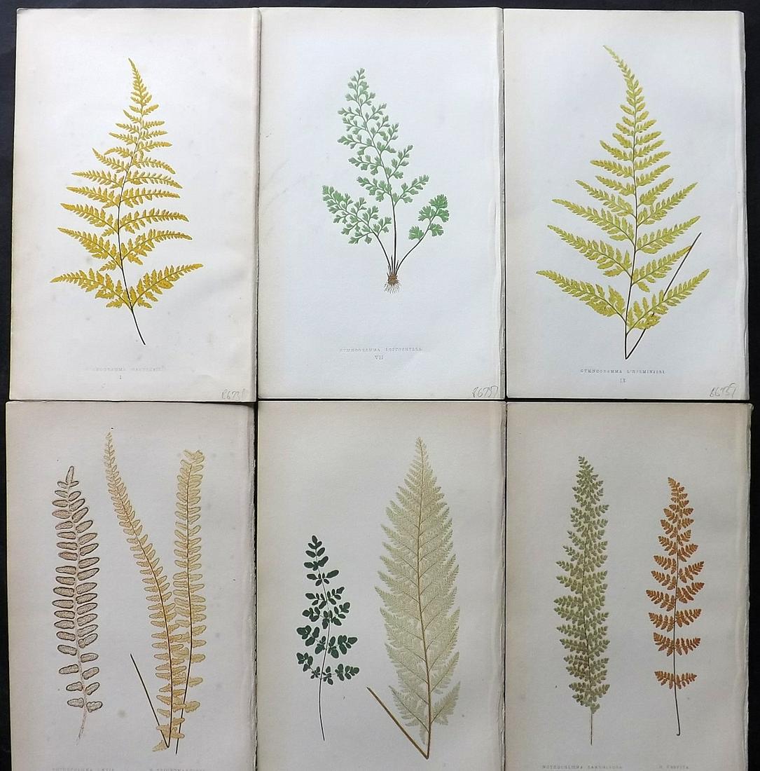 Lowe, Edward 1861 Lot of 6 Antique Fern Prints: Woodblocks Published 1861-64 by Groombridge and Sons, London for "Ferns: British and Exotic" by Edward Lowe. Illustrated by A.F. Lydon. Paper Size: 10 x 6 inch (25 x 15cm) Very minor background toning