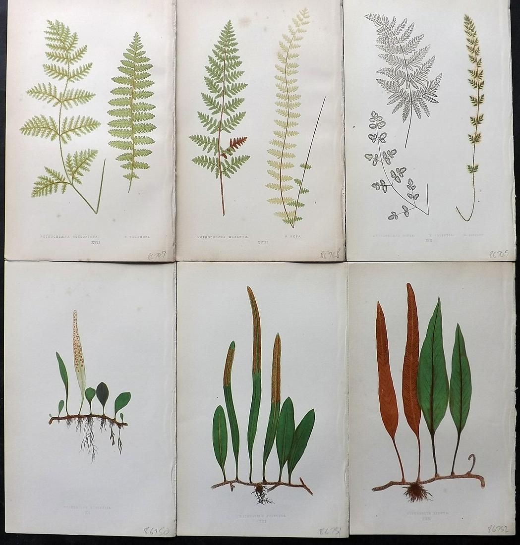 Lowe, Edward 1861 Lot of 6 Antique Fern Prints: Woodblocks Published 1861-64 by Groombridge and Sons, London for "Ferns: British and Exotic" by Edward Lowe. Illustrated by A.F. Lydon. Paper Size: 10 x 6 inch (25 x 15cm) Very minor background toning