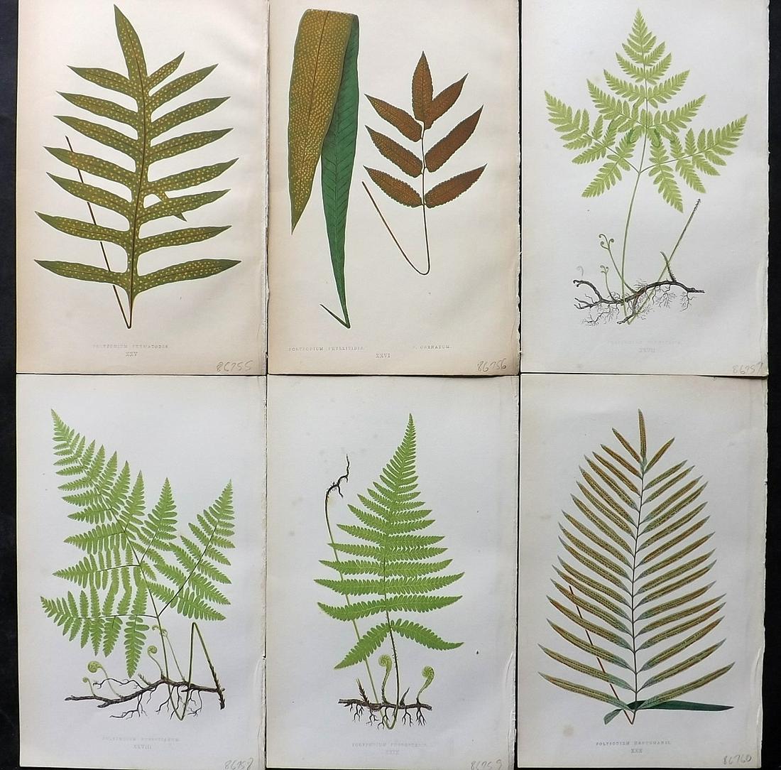 Lowe, Edward 1861 Lot of 6 Antique Fern Prints: Woodblocks Published 1861-64 by Groombridge and Sons, London for "Ferns: British and Exotic" by Edward Lowe. Illustrated by A.F. Lydon. Paper Size: 10 x 6 inch (25 x 15cm) Very minor background toning