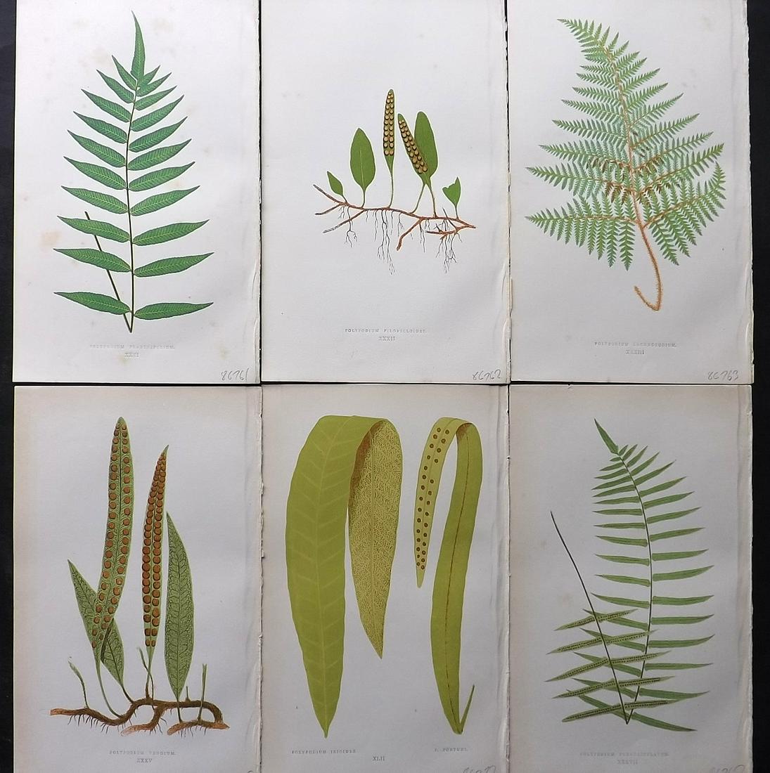 Lowe, Edward 1861 Lot of 6 Antique Fern Prints: Woodblocks Published 1861-64 by Groombridge and Sons, London for "Ferns: British and Exotic" by Edward Lowe. Illustrated by A.F. Lydon. Paper Size: 10 x 6 inch (25 x 15cm) Very minor background toning