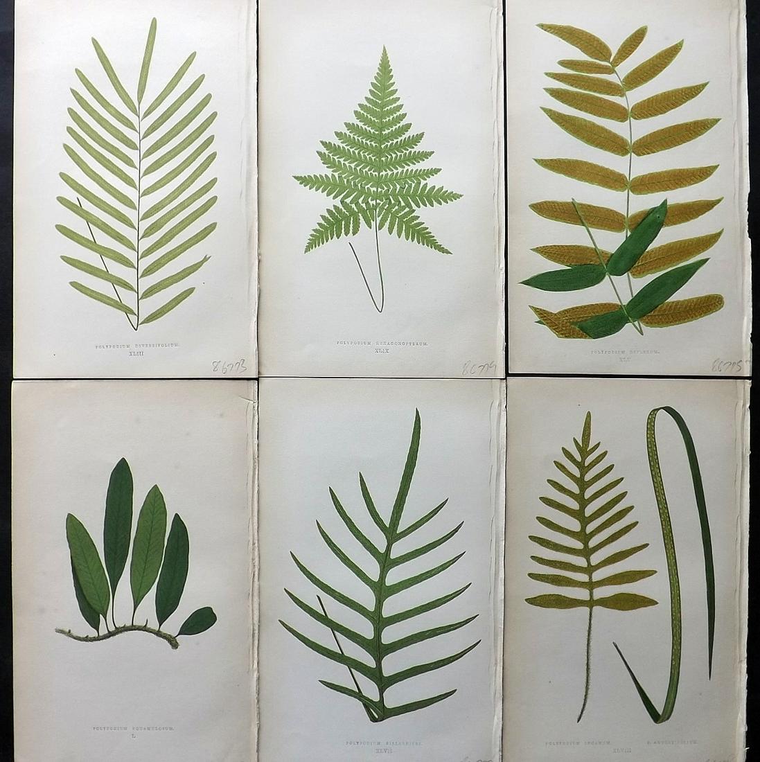 Lowe, Edward 1861 Lot of 6 Antique Fern Prints: Woodblocks Published 1861-64 by Groombridge and Sons, London for "Ferns: British and Exotic" by Edward Lowe. Illustrated by A.F. Lydon. Paper Size: 10 x 6 inch (25 x 15cm) Very minor background toning