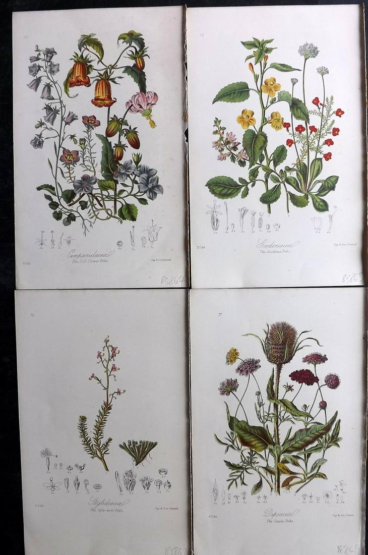 Twining, Elizabeth 1868 Lot of 4 Antique Botanical Prints (1 of 2)