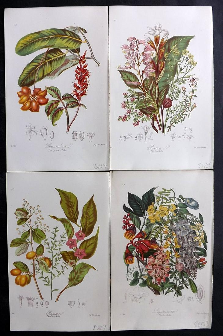 Twining, Elizabeth 1868 Lot of 4 Antique Botanical Prints (1 of 2)