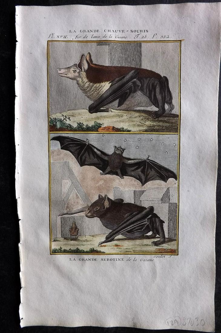 Buffon & Sonnini C1800 Hand Col Print. Bats (1 of 2)
