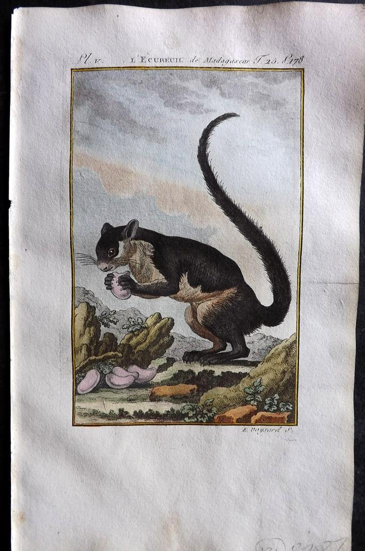 Buffon & Sonnini C1800 Hand Col Print. Madagascar Squirrel (1 of 2)
