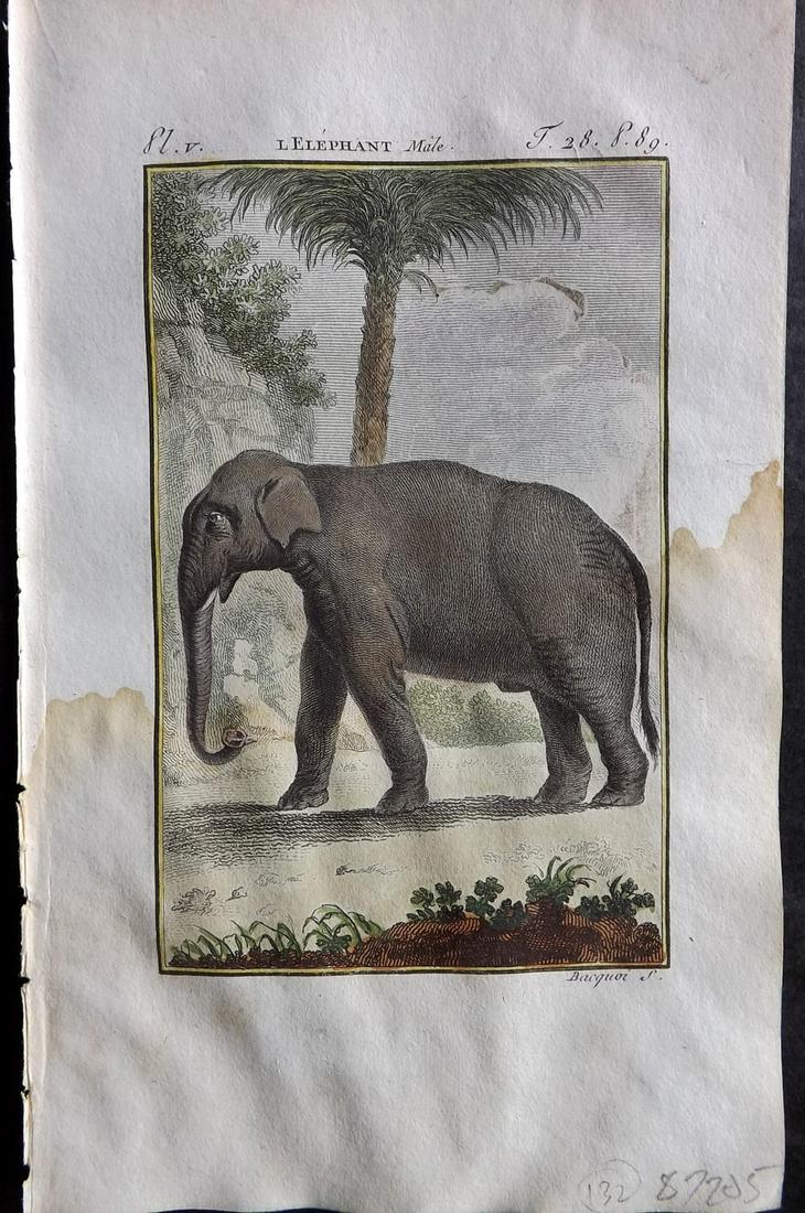 Buffon & Sonnini C1800 Hand Col Print. Male Elephant: Hand Colored Copper Plate Published 1799-1808, Paris for "Histoire naturelle générale et particulière" by the Comte de Buffon and Charles Nicolas Sigisbert Sonnini. Paper Size: 7.5 x 5 inch (19 x 1