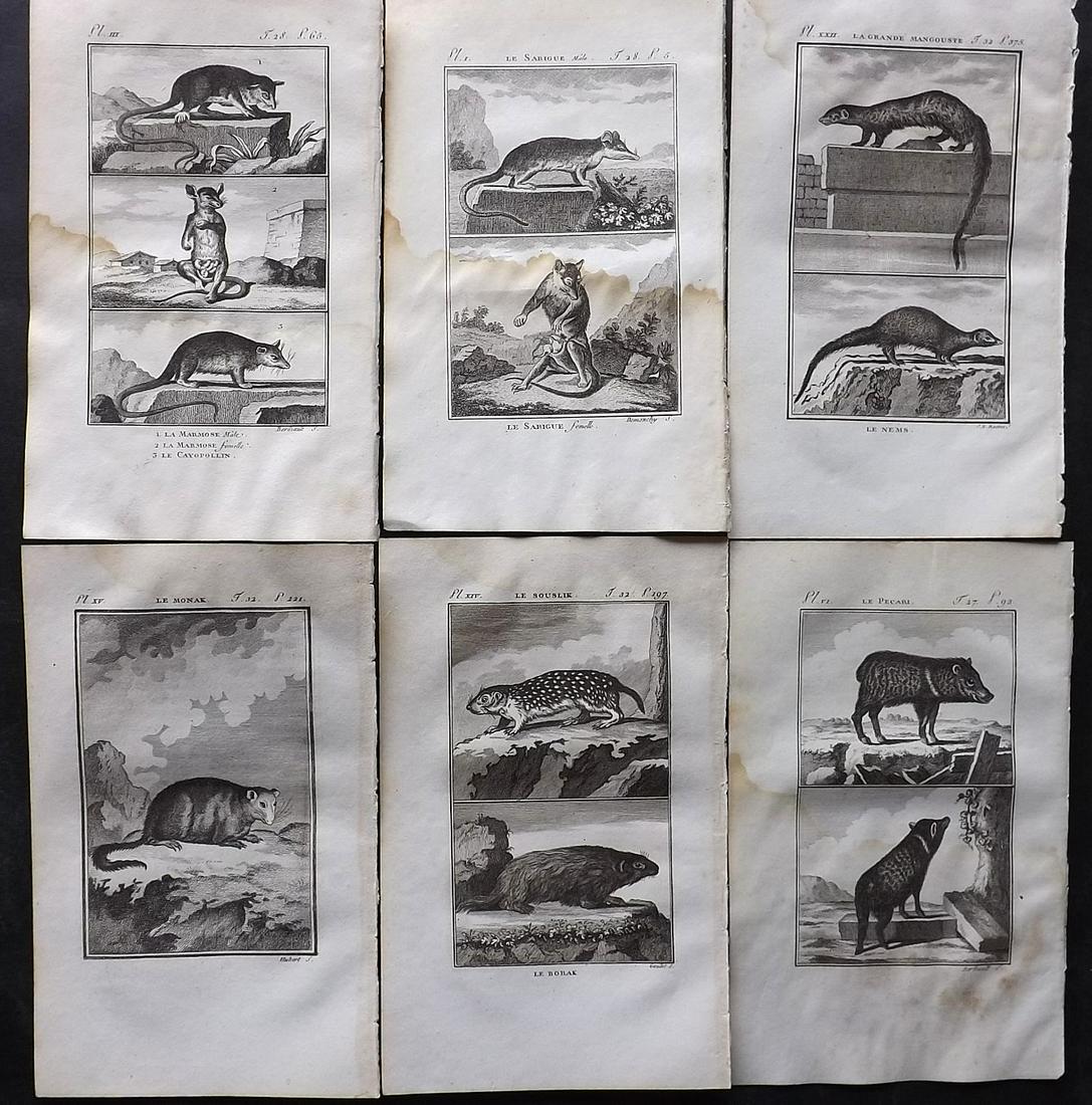 Buffon & Sonnini C1800 Lot of 6 Antique Rodent Prints: Copper Plate Published 1799-1808, Paris for "Histoire naturelle générale et particulière" by the Comte de Buffon and Charles Nicolas Sigisbert Sonnini. Paper Size: 7.5 x 5 inch (19 x 12cm) Water st
