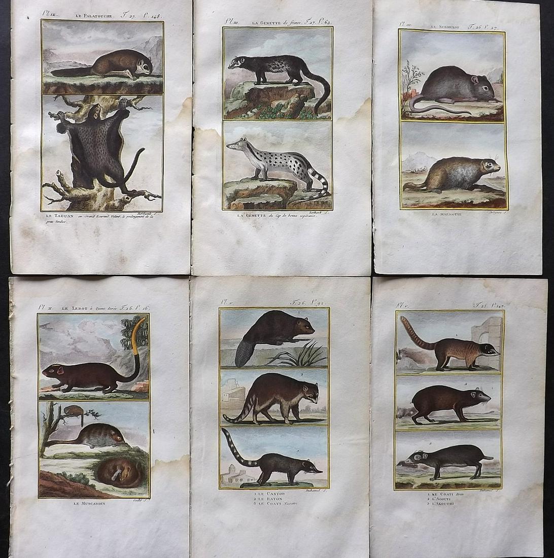 Buffon & Sonnini C1800 Lot of 6 Hand Col Rodent Prints: Hand Colored Copper Plate Published 1799-1808, Paris for "Histoire naturelle générale et particulière" by the Comte de Buffon and Charles Nicolas Sigisbert Sonnini. Paper Size: 7.5 x 5 inch (19 x 1
