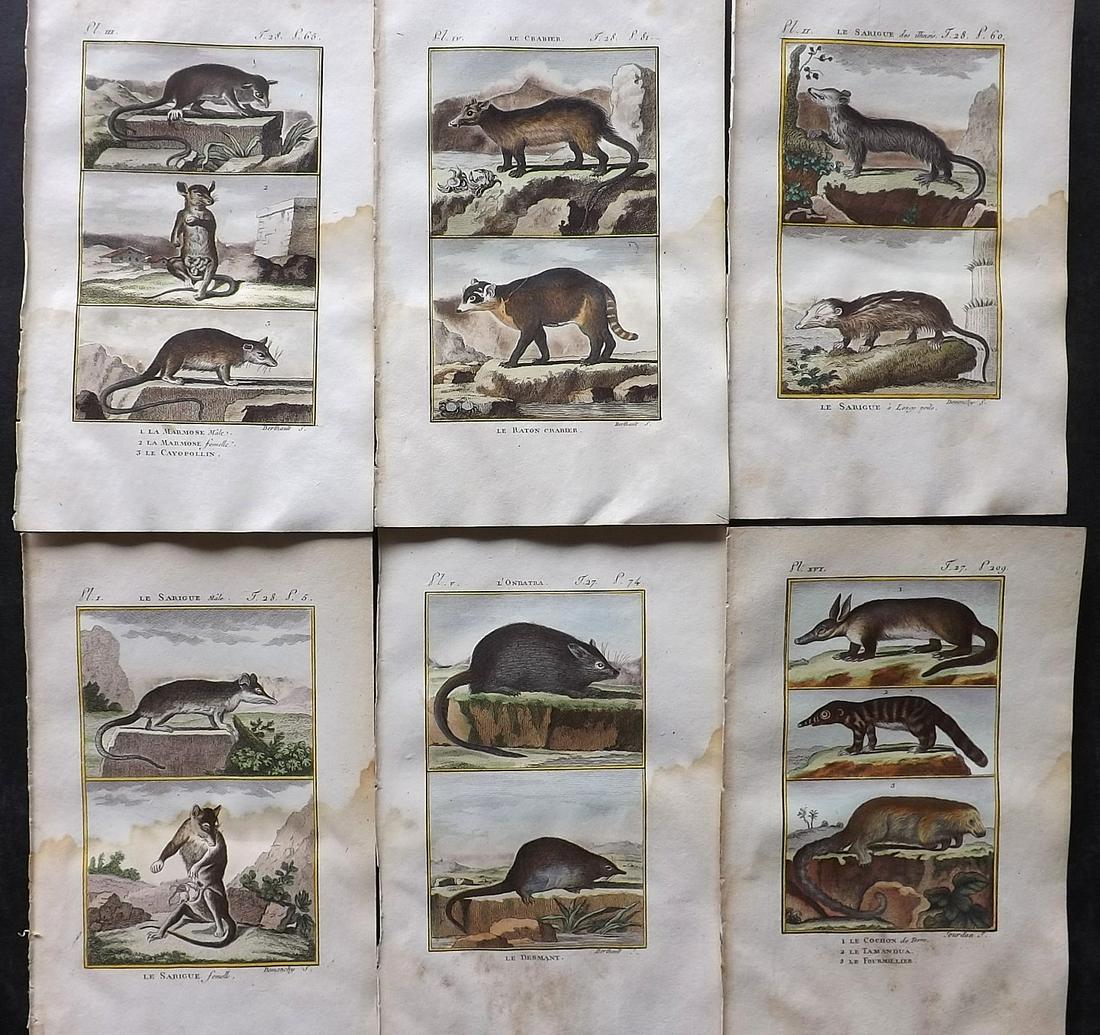 Buffon & Sonnini C1800 Lot of 6 Hand Col Rodent Prints: Hand Colored Copper Plate Published 1799-1808, Paris for "Histoire naturelle générale et particulière" by the Comte de Buffon and Charles Nicolas Sigisbert Sonnini. Paper Size: 7.5 x 5 inch (19 x 1