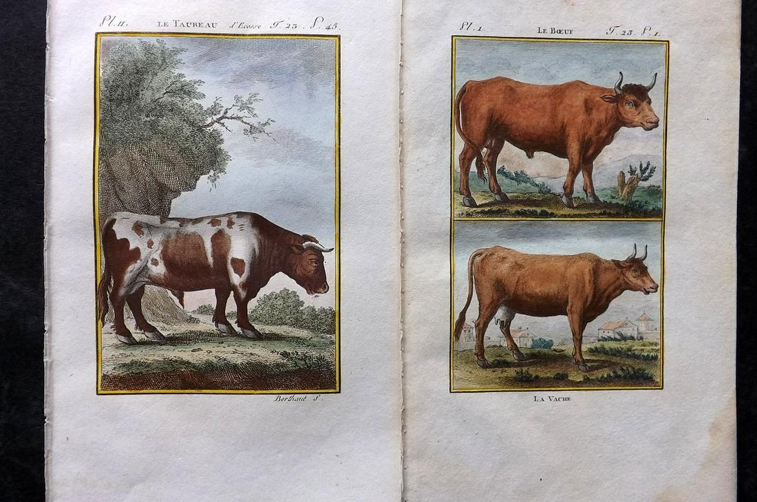 Buffon & Sonnini C1800 Pair Hand Col Prints. Bulls Cattle: Hand Colored Copper Plate Published 1799-1808, Paris for "Histoire naturelle générale et particulière" by the Comte de Buffon and Charles Nicolas Sigisbert Sonnini. Paper Size: 7.5 x 5 inch (19 x 1