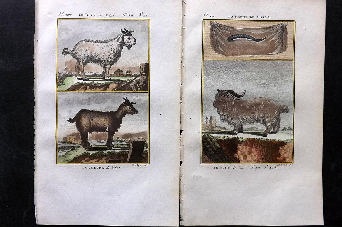 Buffon & Sonnini C1800 Pair of Hand Col Prints. Goats: Hand Colored Copper Plate Published 1799-1808, Paris for "Histoire naturelle générale et particulière" by the Comte de Buffon and Charles Nicolas Sigisbert Sonnini. Paper Size: 7.5 x 5 inch (19 x 1