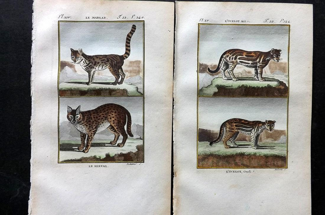 Buffon & Sonnini C1800 Pair of Hand Col Prints. Ocelot & Margay Cats: Hand Colored Copper Plate Published 1799-1808, Paris for "Histoire naturelle générale et particulière" by the Comte de Buffon and Charles Nicolas Sigisbert Sonnini. Paper Size: 7.5 x 5 inch (19 x 1