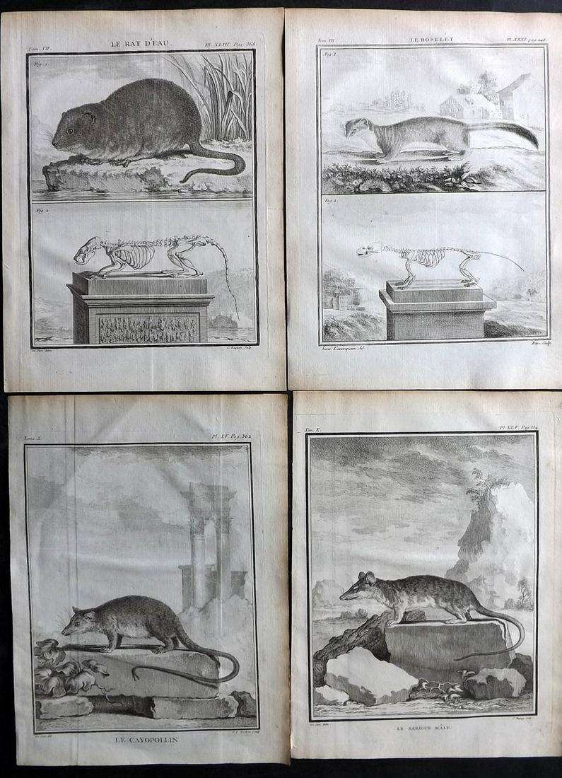 Buffon, Comte de C1760 Lot of 4 First 4to Edition Prints. Rodents: Copper Plates Published 1749-89 by Imprimerie Royale, Paris for "Histoire naturelle, générale et particulière" First and 4to Edition by Georges-Louis Leclerc, Comte de Buffon. Paper Size: 10 x 7.5 